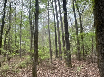 Old Field Pine Land W/ Pond W/ County RD near Hampton, AR - image 10
