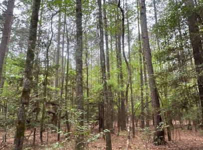 Old Field Pine Land W/ Pond W/ County RD near Hampton, AR - image 16