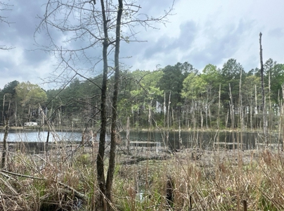 Old Field Pine Land W/ Pond W/ County RD near Hampton, AR - image 7