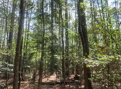 Old Field Pine Land W/ Pond W/ County RD near Hampton, AR - image 6