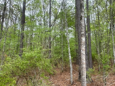 Old Field Pine Land W/ Pond W/ County RD near Hampton, AR - image 8