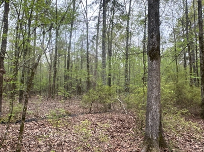 Old Field Pine Land W/ Pond W/ County RD near Hampton, AR - image 11