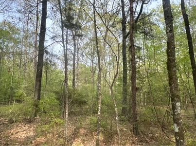 Old Field Pine Land W/ Pond W/ County RD near Hampton, AR - image 18