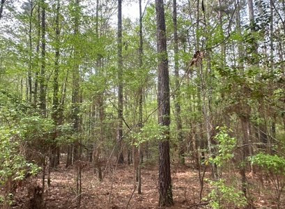 Old Field Pine Land W/ Pond W/ County RD near Hampton, AR - image 17