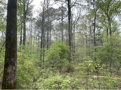 Old Field Pine Land W/ Pond W/ County RD near Hampton, AR - image 19