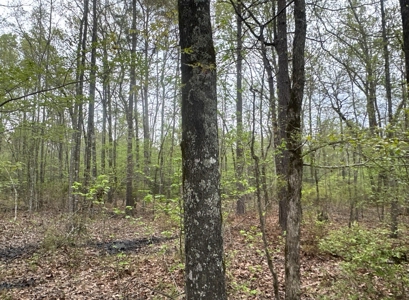 Old Field Pine Land W/ Pond W/ County RD near Hampton, AR - image 12