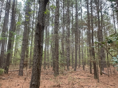Old Field Pine Land W/ Pond W/ County RD near Hampton, AR - image 9