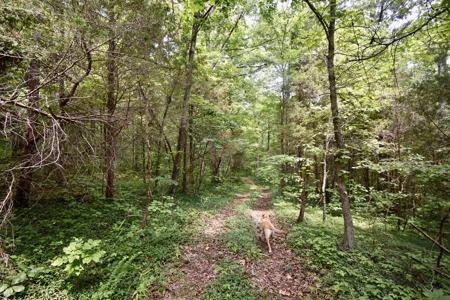Indiana Hunting Land & Cabin For Sale - image 20