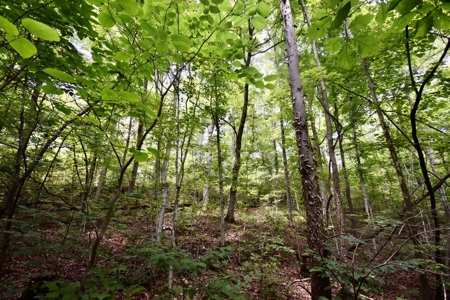 Indiana Hunting Land & Cabin For Sale - image 28