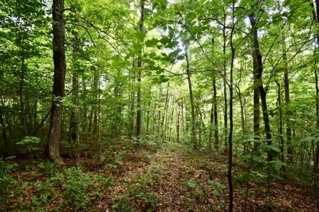 Indiana Hunting Land & Cabin For Sale - image 26