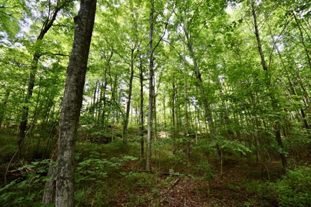 Indiana Hunting Land & Cabin For Sale - image 23