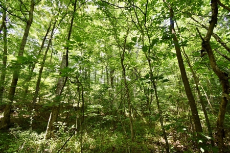 Indiana Hunting Land & Cabin For Sale - image 29