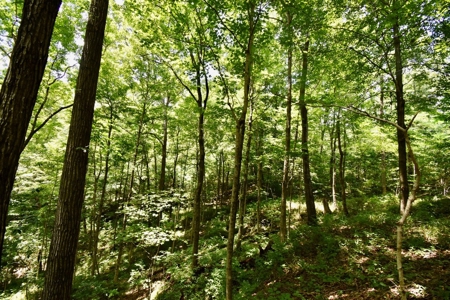 Indiana Hunting Land & Cabin For Sale - image 16