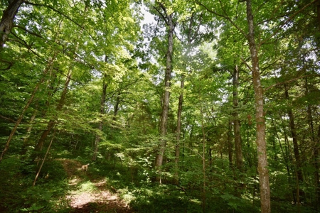 Indiana Hunting Land & Cabin For Sale - image 21