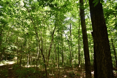 Indiana Hunting Land & Cabin For Sale - image 24