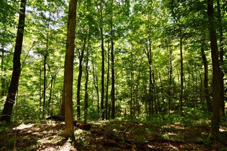 Indiana Hunting Land & Cabin For Sale - image 15