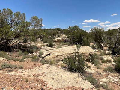 Large Acreage with Beautiful Home for sale in Eastern AZ - image 37