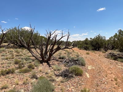 Large Acreage with Beautiful Home for sale in Eastern AZ - image 39