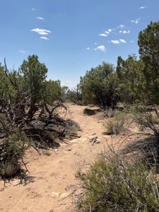 Large Acreage with Beautiful Home for sale in Eastern AZ - image 41