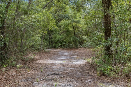 Country Home on 14+ Acres in Trenton, FL - image 42