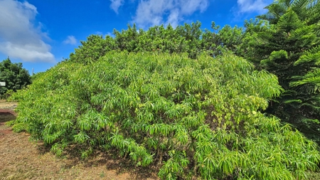 2 BR 1 BA home-w/county water-solar-lava zone 6 in Hawaii - image 38