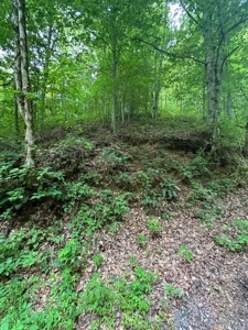 22.75 Unrestricted, Surveyed Acres in Hawkins County - image 15