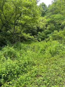22.75 Unrestricted, Surveyed Acres in Hawkins County - image 6