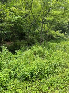 22.75 Unrestricted, Surveyed Acres in Hawkins County - image 7