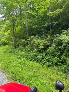 22.75 Unrestricted, Surveyed Acres in Hawkins County - image 8