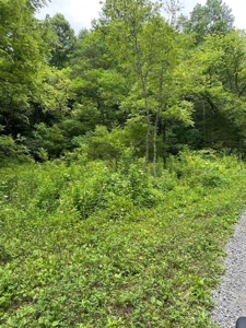 22.75 Unrestricted, Surveyed Acres in Hawkins County - image 5