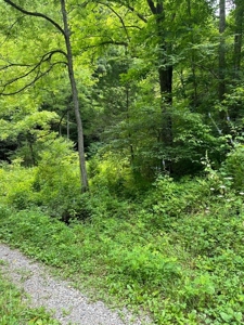 22.75 Unrestricted, Surveyed Acres in Hawkins County - image 9