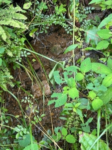 22.75 Unrestricted, Surveyed Acres in Hawkins County - image 3