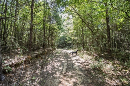 Wilkinson County Getaway on 48+- acres with a Pond - image 25