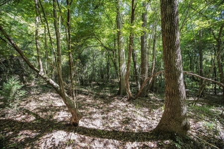 Wilkinson County Getaway on 48+- acres with a Pond - image 29