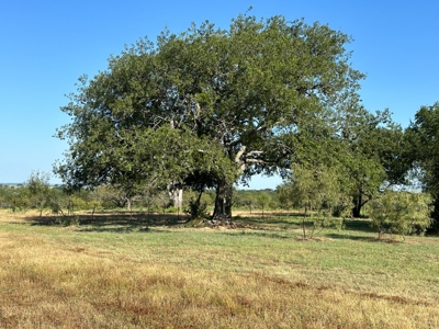Exquisite 39+/- Acre Texas Estate in Coryell County - image 39