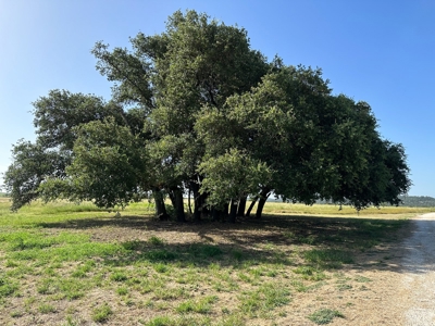 Exquisite 39+/- Acre Texas Estate in Coryell County - image 34