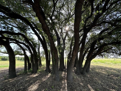 Exquisite 39+/- Acre Texas Estate in Coryell County - image 35
