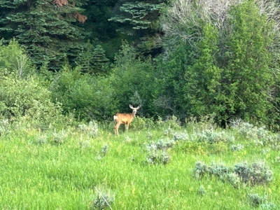 Land For Sale Near Steamboat Springs, Colorado - image 19