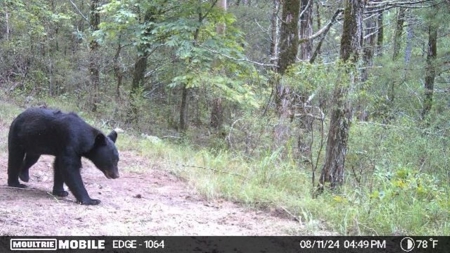 Land For Sale In North Central Arkansas - image 7