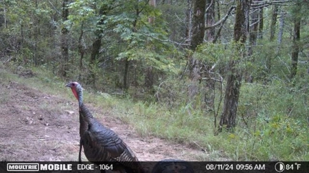 Land For Sale In North Central Arkansas - image 9