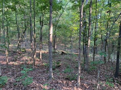 Land For Sale In North Central Arkansas - image 3