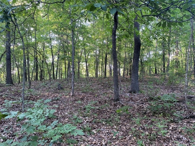 Land For Sale In North Central Arkansas - image 2