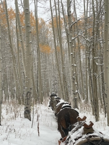 Colorado Outfitting Business for Sale National Forest Access - image 40