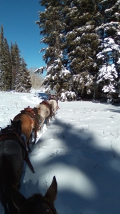 Colorado Outfitting Business for Sale National Forest Access - image 32