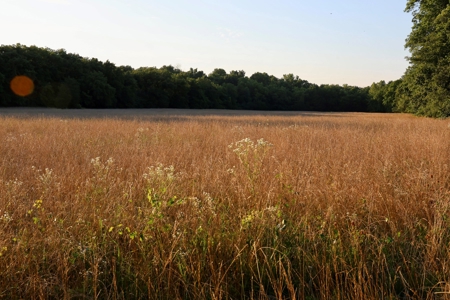 Land For Sale In Arkansas - image 5