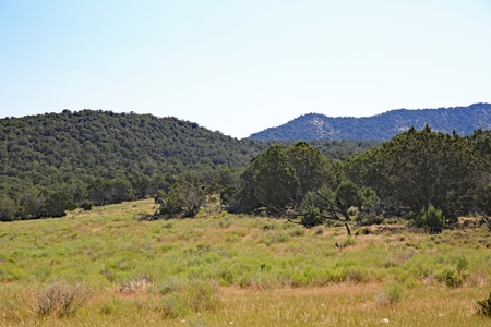 Colorado Land For Sale Borders National Forest and BLM - image 9