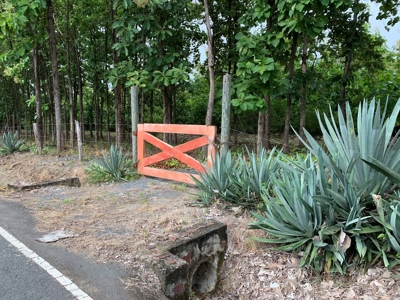 Teak Farm w Harvestable Trees and Buildable Land, San Carlos - image 1