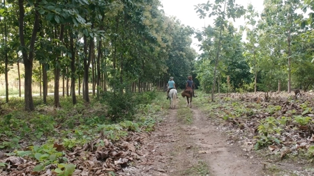 Teak Farm w Harvestable Trees and Buildable Land, San Carlos - image 2