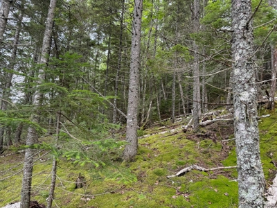 330 Acre Parcel with Waterfront - image 11