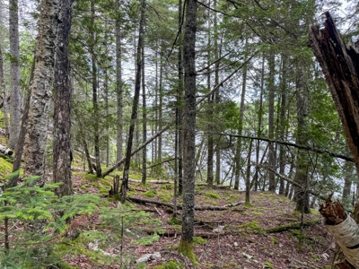 330 Acre Parcel with Waterfront - image 8